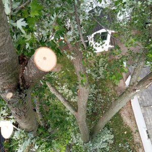 A-1 Tree cutting service, safe and easy residential and commercial central Wisconsin tree removal.