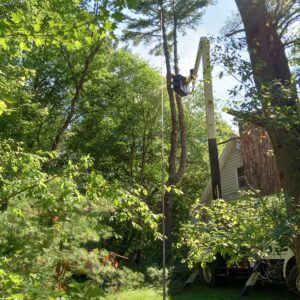 A-1 Tree Service boom truck fleet operating in residential central Wisconsin cutting brush.