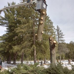 A-1 Tree Service removes large pine tree from boom truck without damaging commercial and residential property.