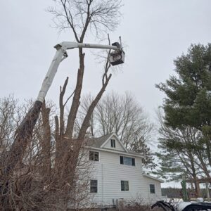 A-1 Tree Service trimming, cutting and removing trees year round and operating during winter.